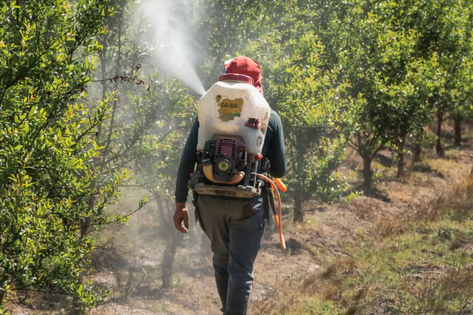 Applicator with a backpack sprayer treating a dry right-of-way